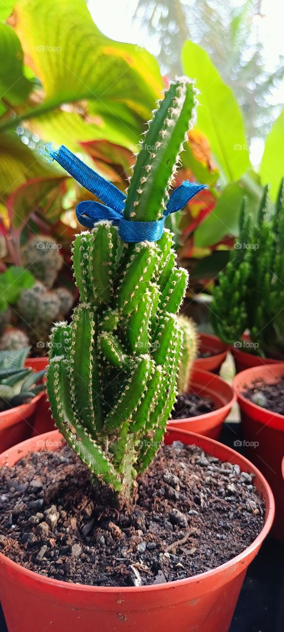 Variety of cactus with beautiful flower in garden. Small decorative cactus plants.