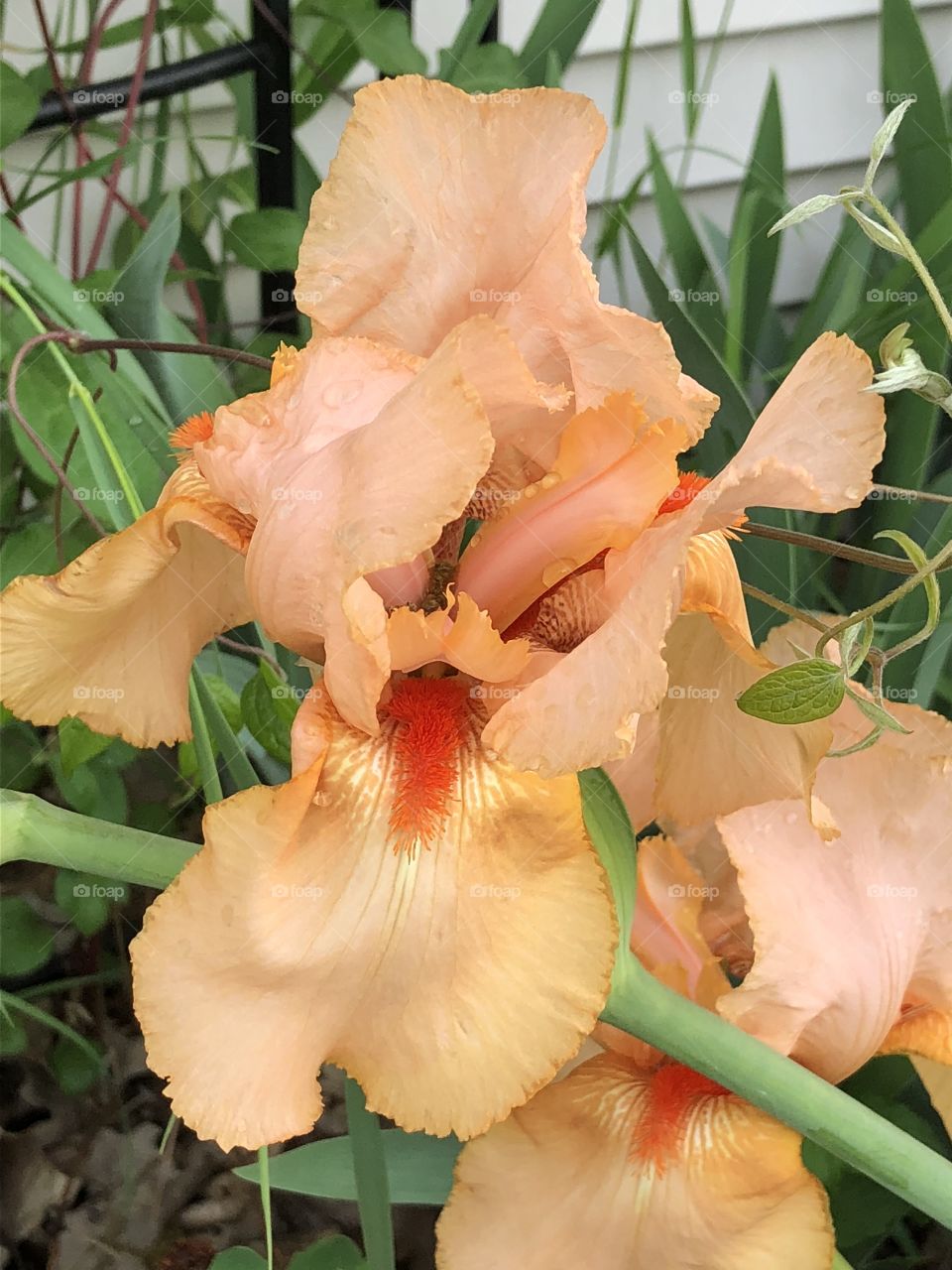 Large peach Iris with soft rain drops 