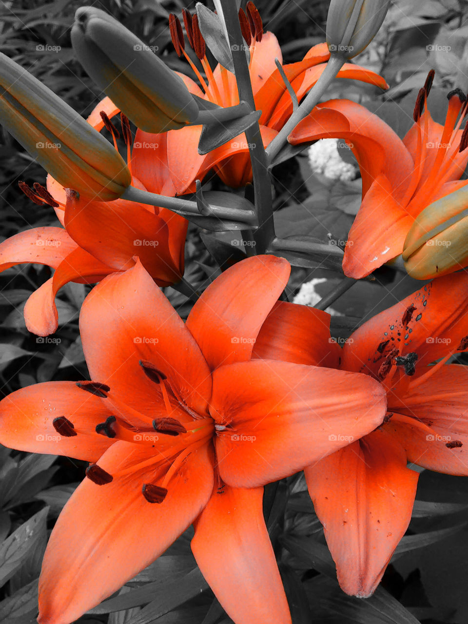 Orange lillies