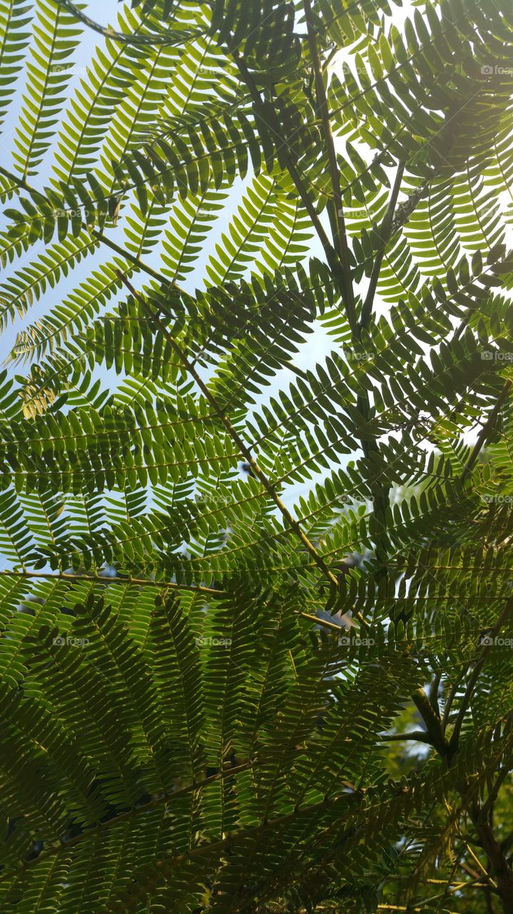Looking through the fern tree