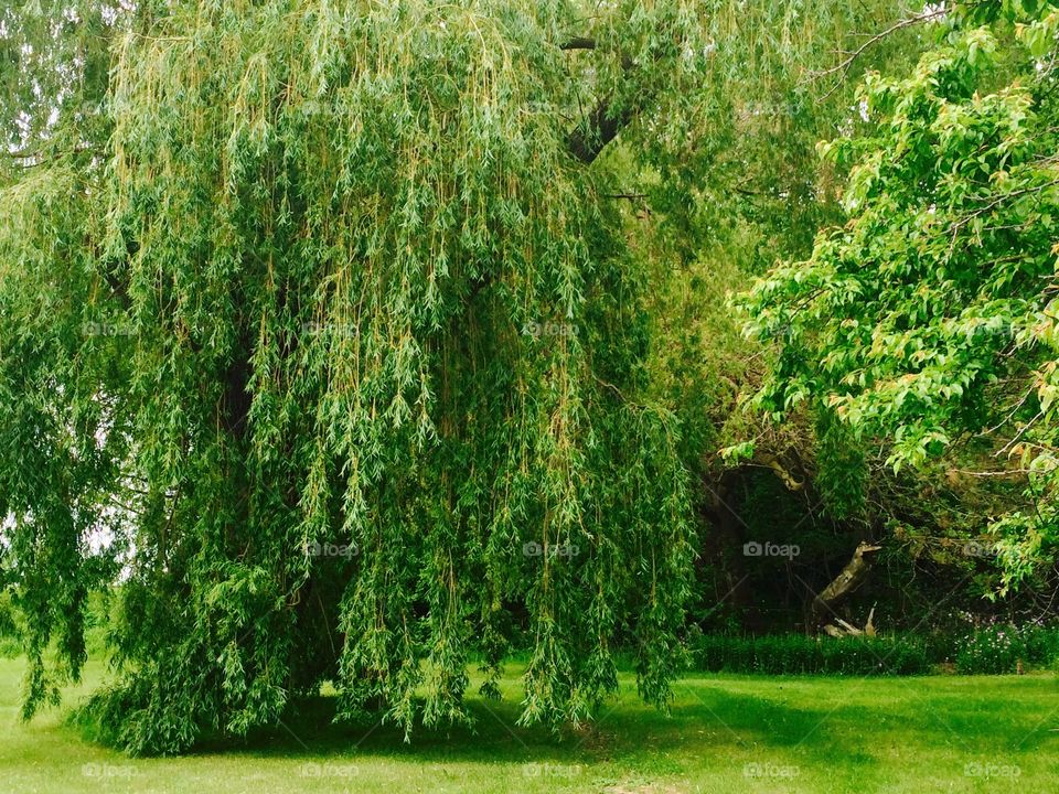 The weeping willow 
