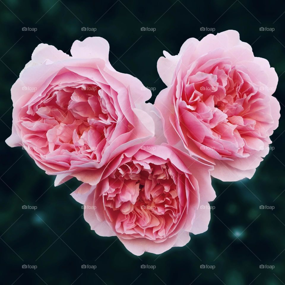 Beautiful pink heart shaped roses closeup 