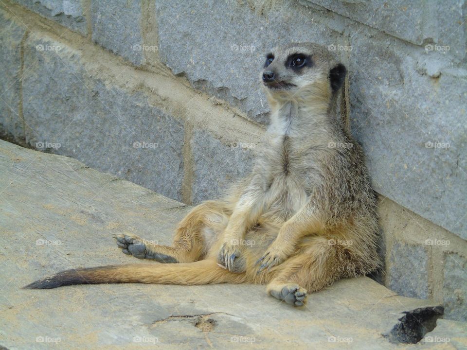 Sometimes is so good just to seat and think, pretty meerkat, UK