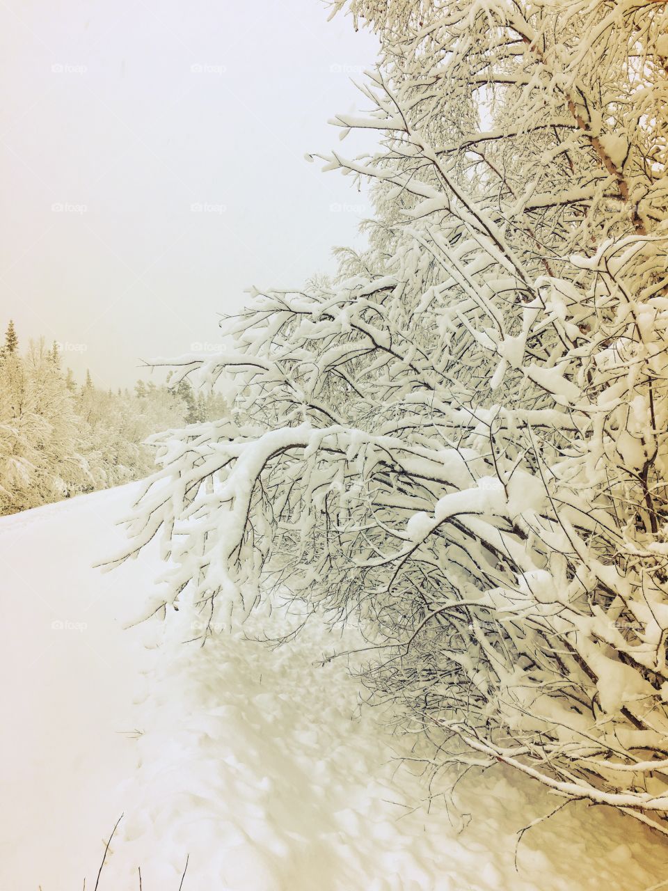 Snowy trees