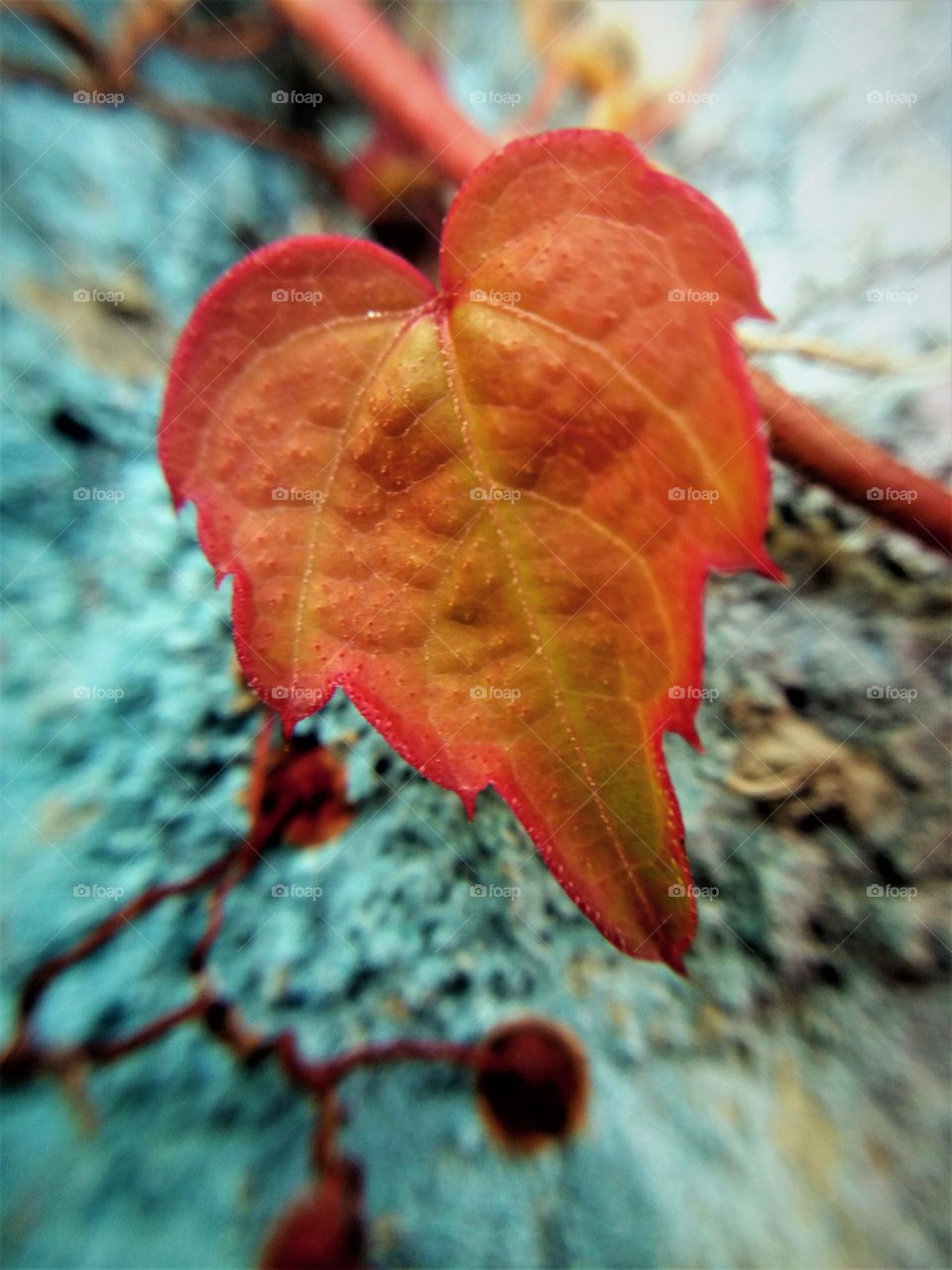 magical fall leaf