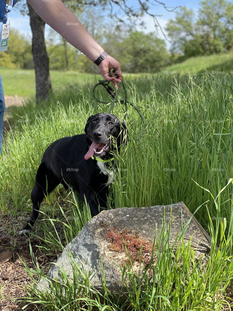 A black dog hoping to to be adopted is taken on a walk in nature. The dog is enjoying the green grasses. 