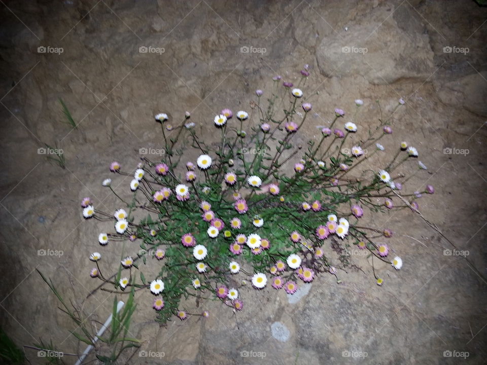 A Daisy Stands Out!. Growing alone in hard, crusty lime stone dirt as if it was rich soil. Its bedded on a cliff face the flowers bloom!