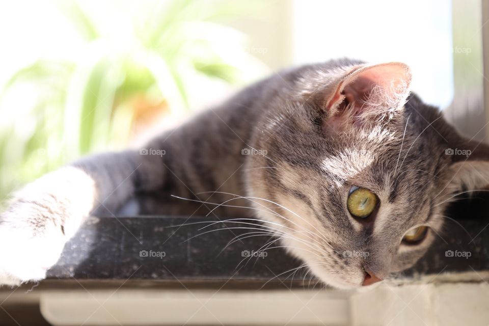 Relaxed grey cat.