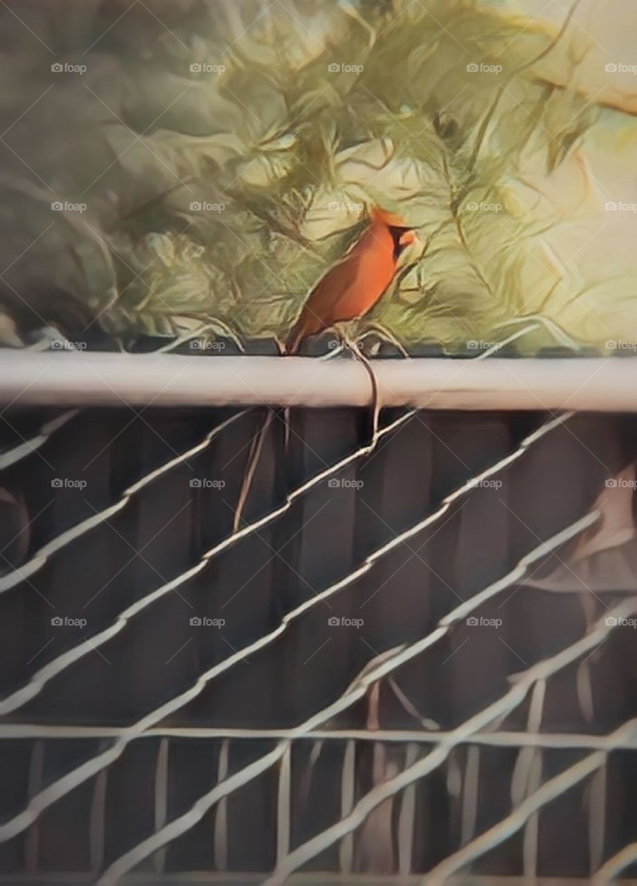 Redbird Standing Watch