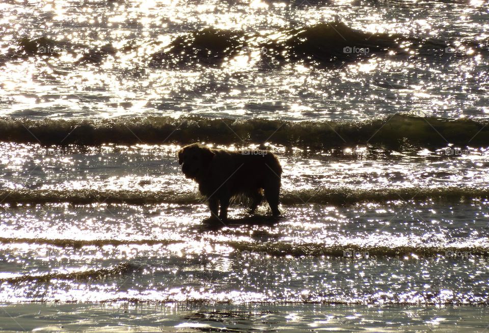 dog in shiny waters