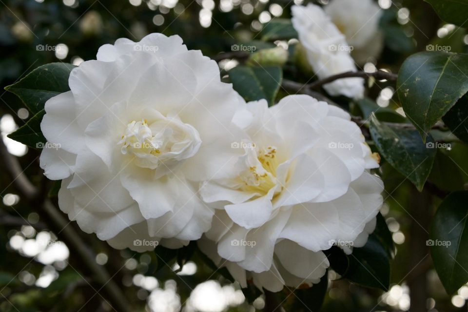 White camelia