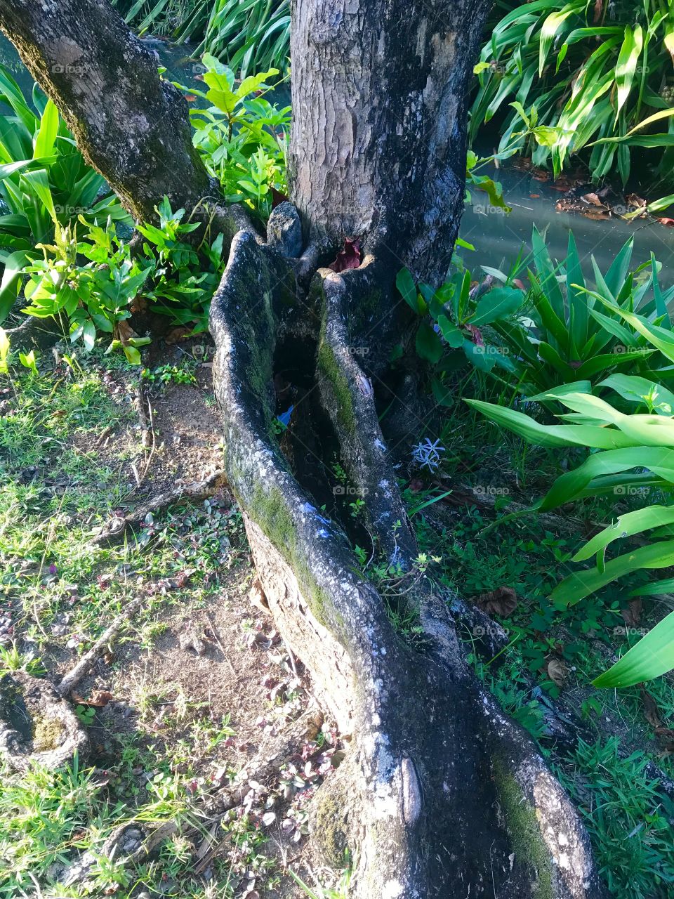 Unique tree root