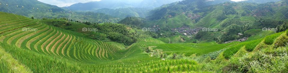 Rice terraces in China