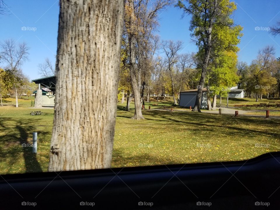 Tree, No Person, Outdoors, Wood, Fall