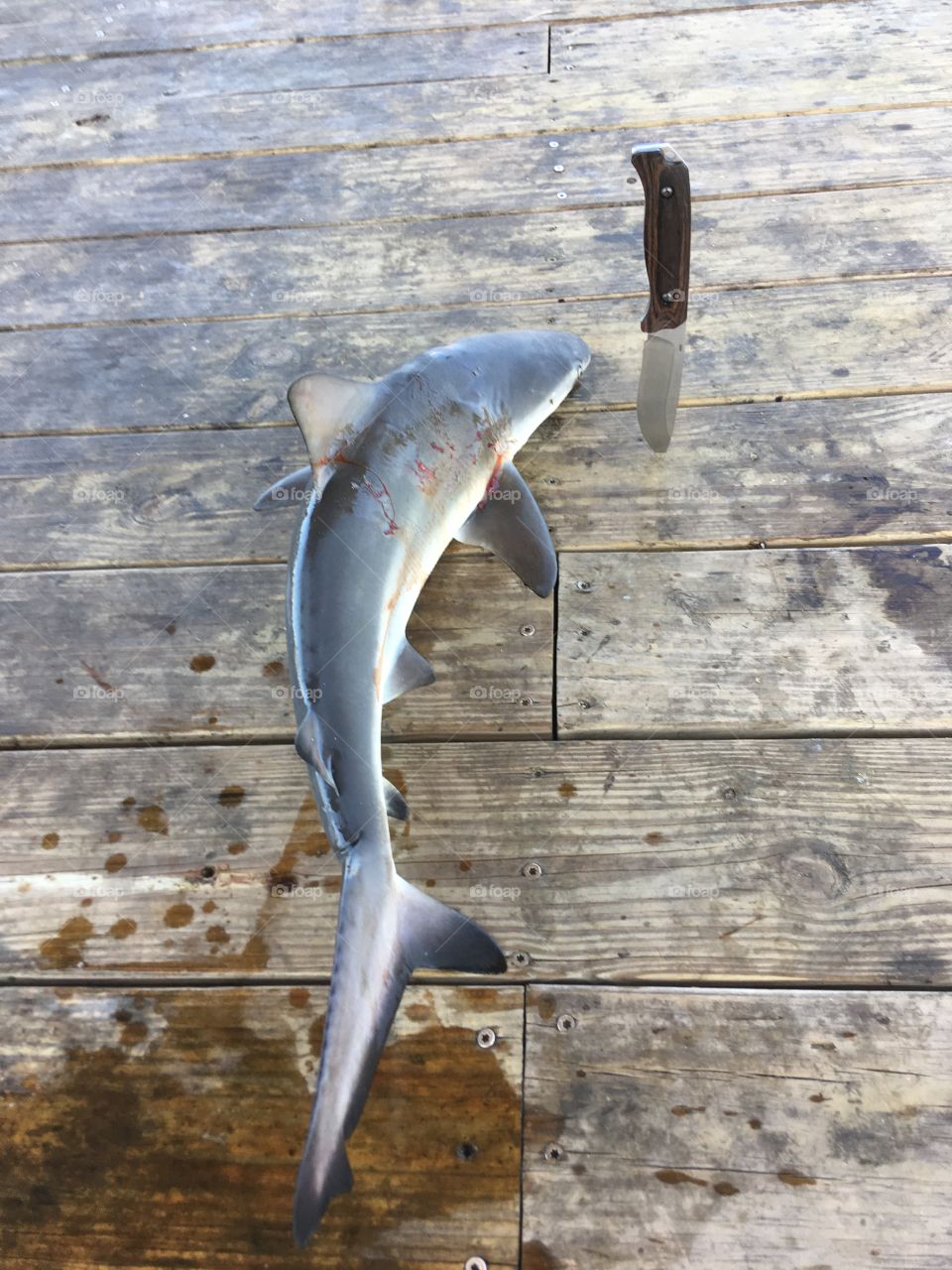 Have you ever had a shark burger.