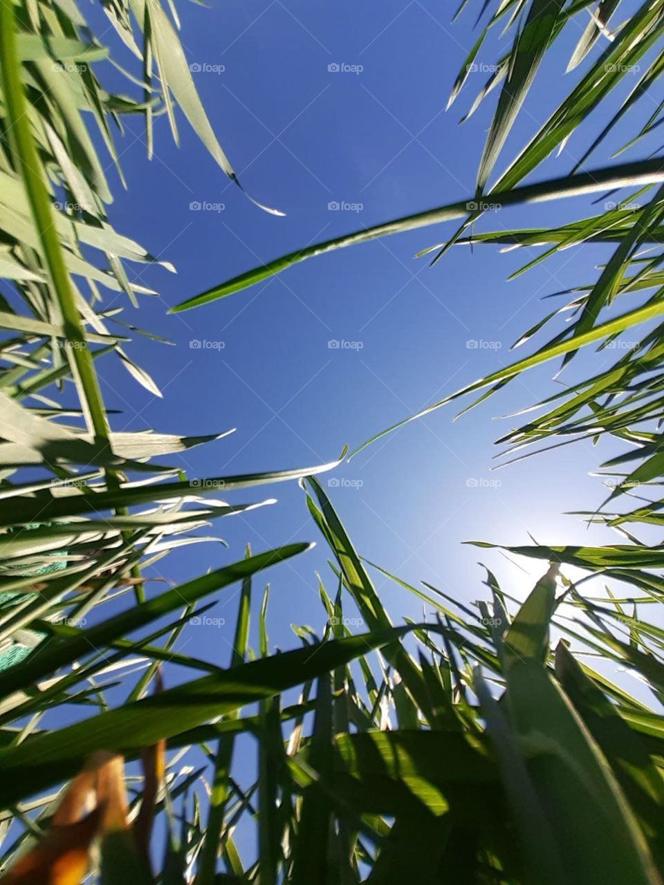 the contrast of bright colors in nature, namely the blue sky and green grass