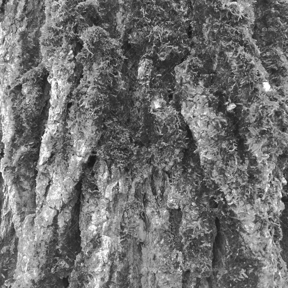 Pine