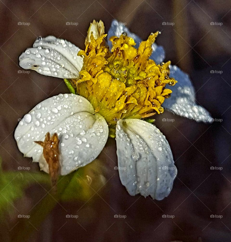 dew on wildflower