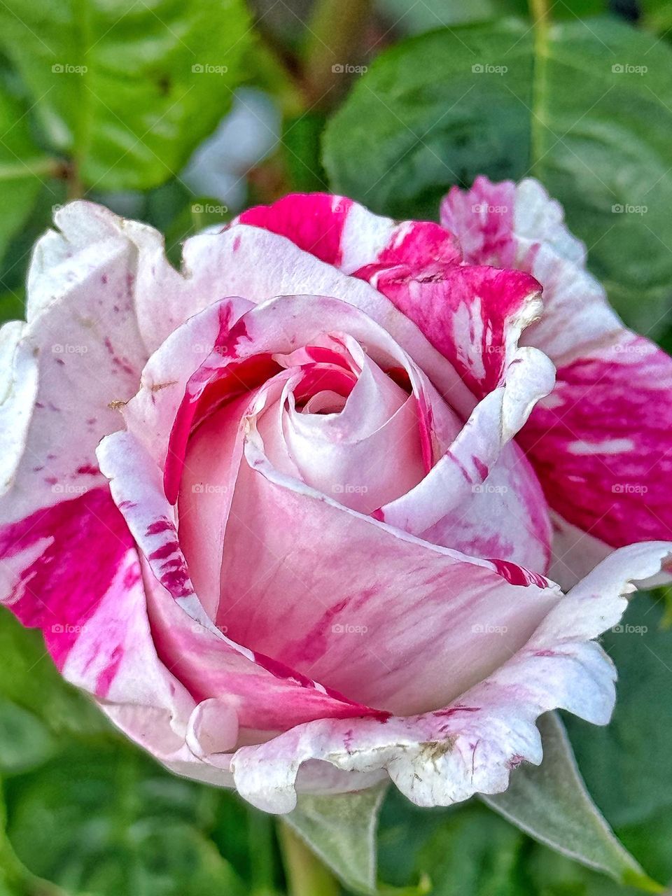 Pink and white rose 