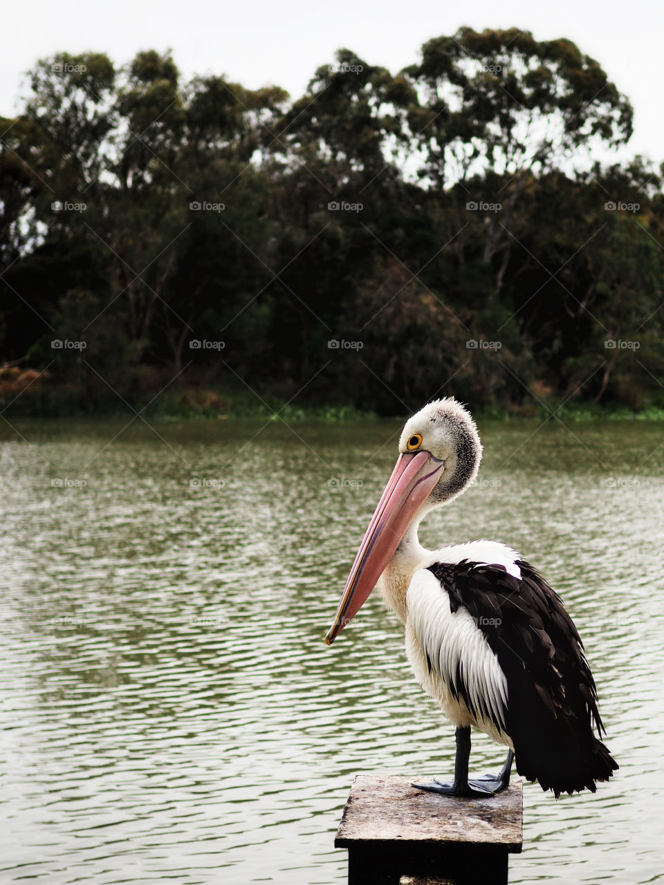 Australian pelican 