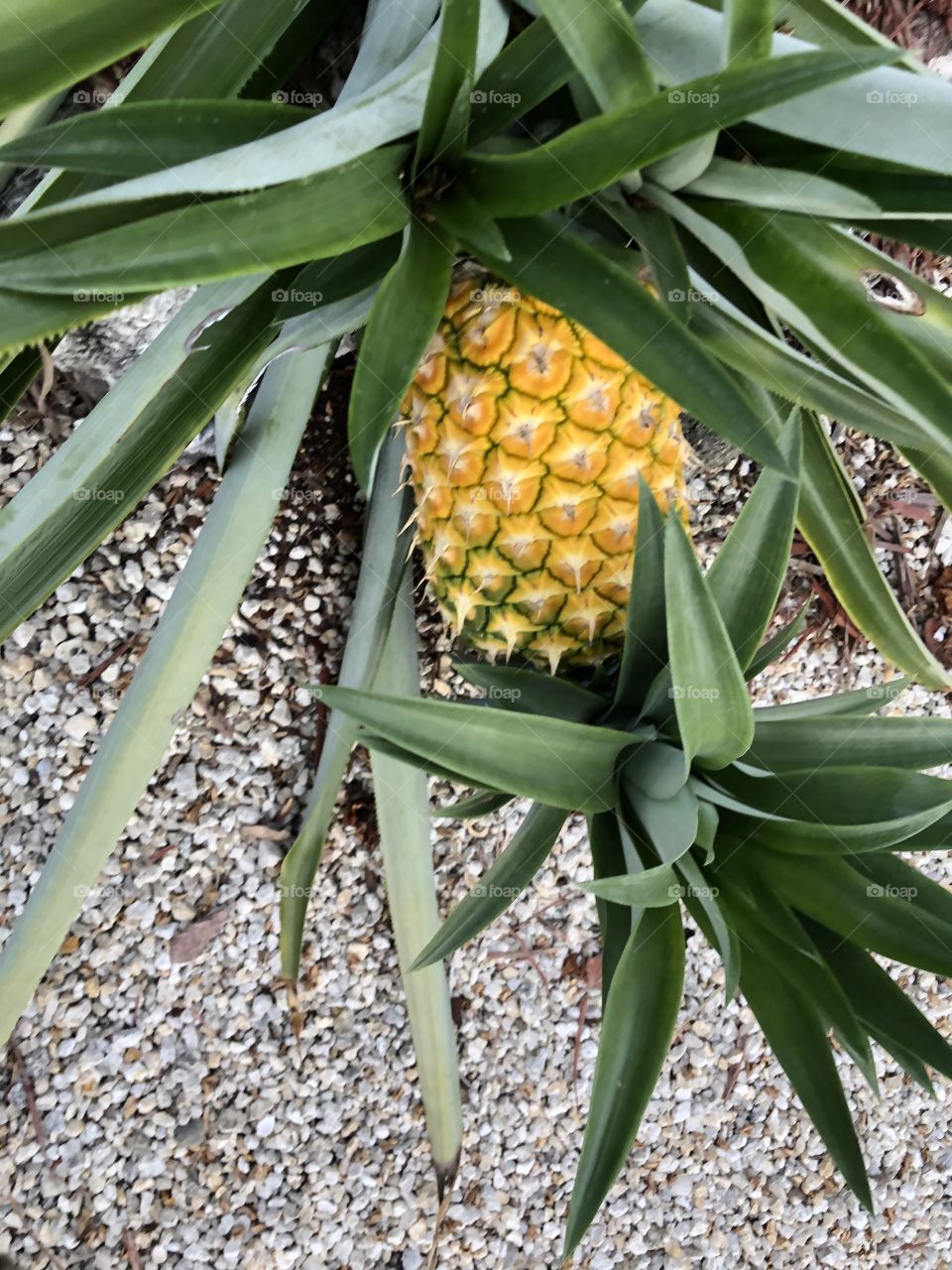 Pineapple 