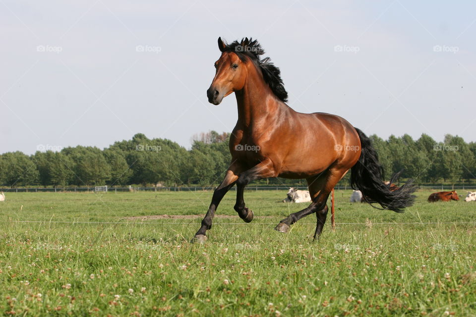 Horse, Mammal, Mare, Pasture, Grass