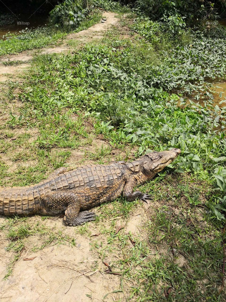 Crocodile in Cape Coast, Ghana