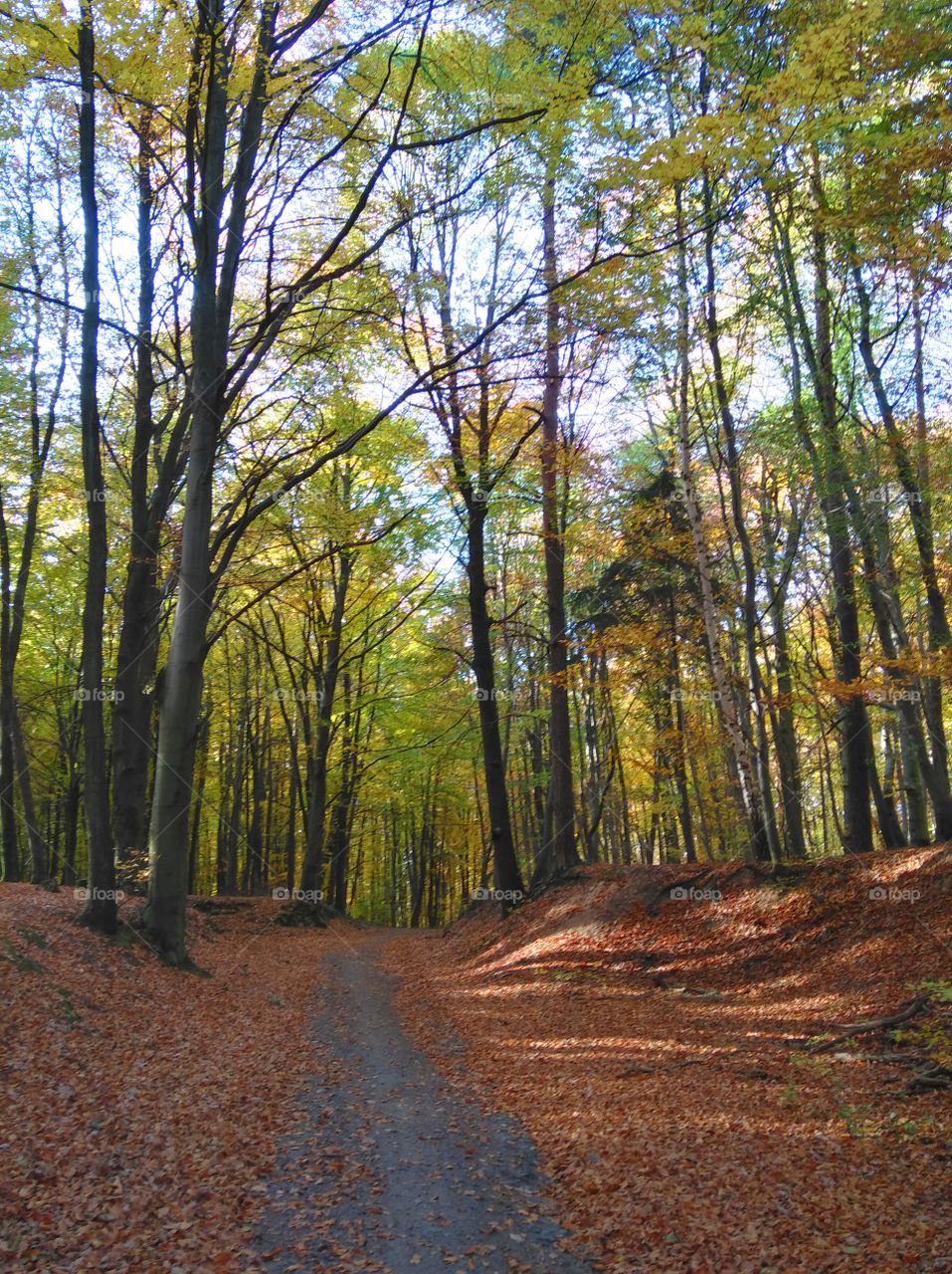 autumn forest