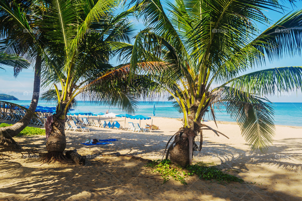 Beach, Tropical, Sand, Seashore, Palm