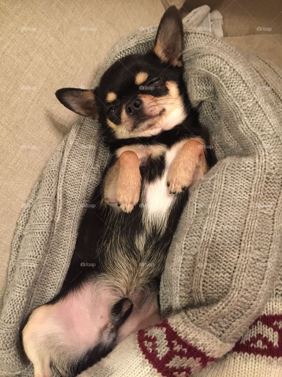 ChihuahuBoy trying to sleep