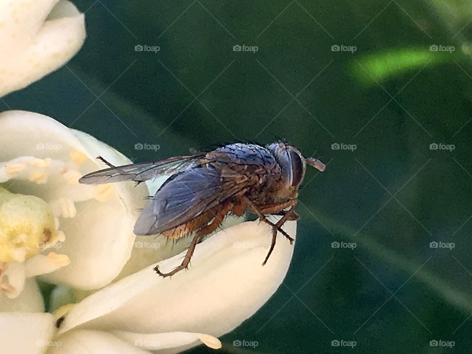 A detailed macro view of a blow fly or bush fly resting on a blossom, notice the bristles, thorax, red compound eyes details