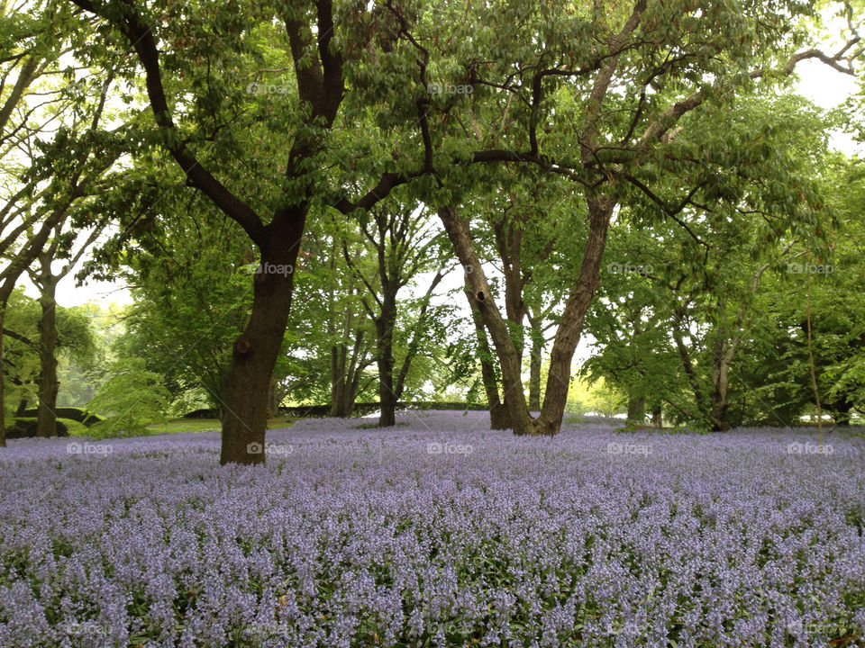 nyc kings united states by babie