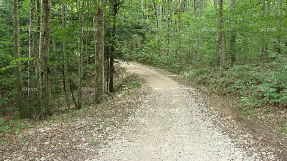 Curving trail through the forest.  UP