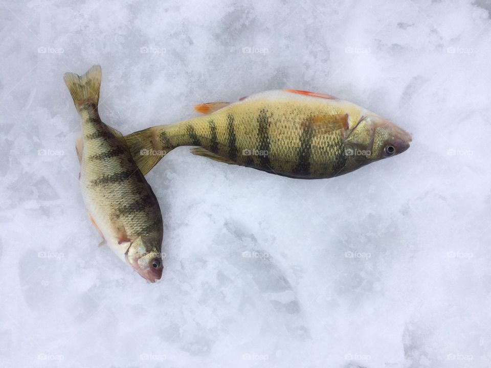 couple of perch ice fishing in lake Nipissing north bay Ontario 