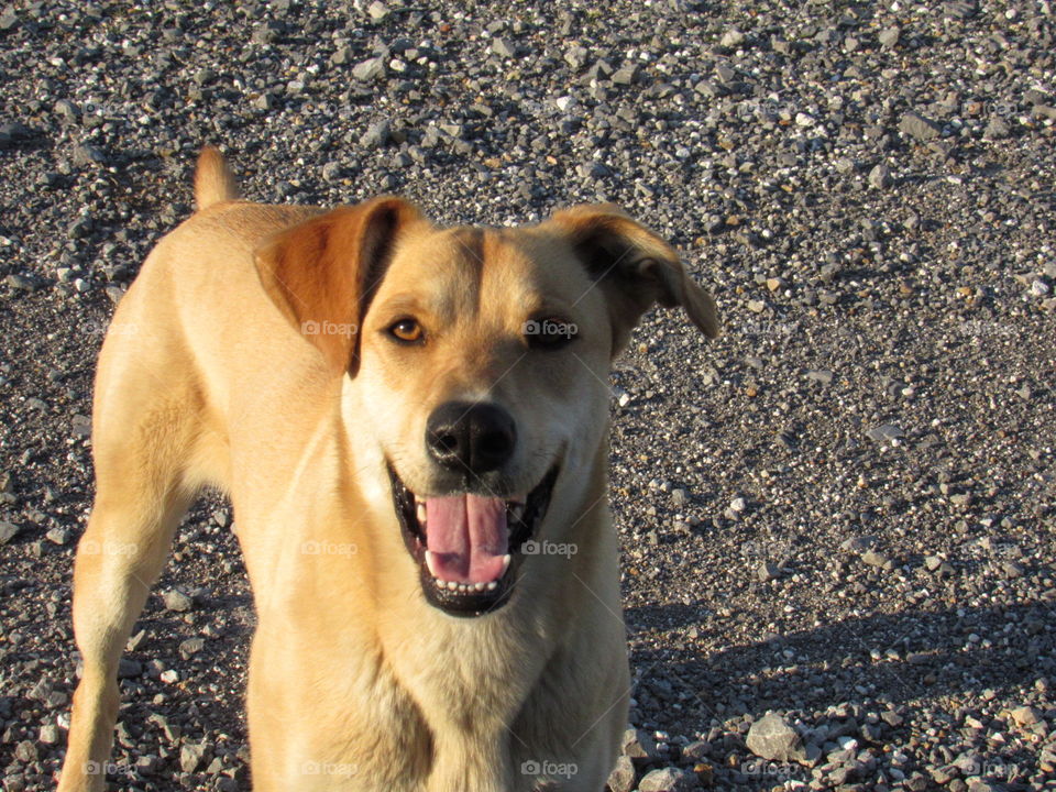 Dog, Portrait, Pet, Cute, Canine