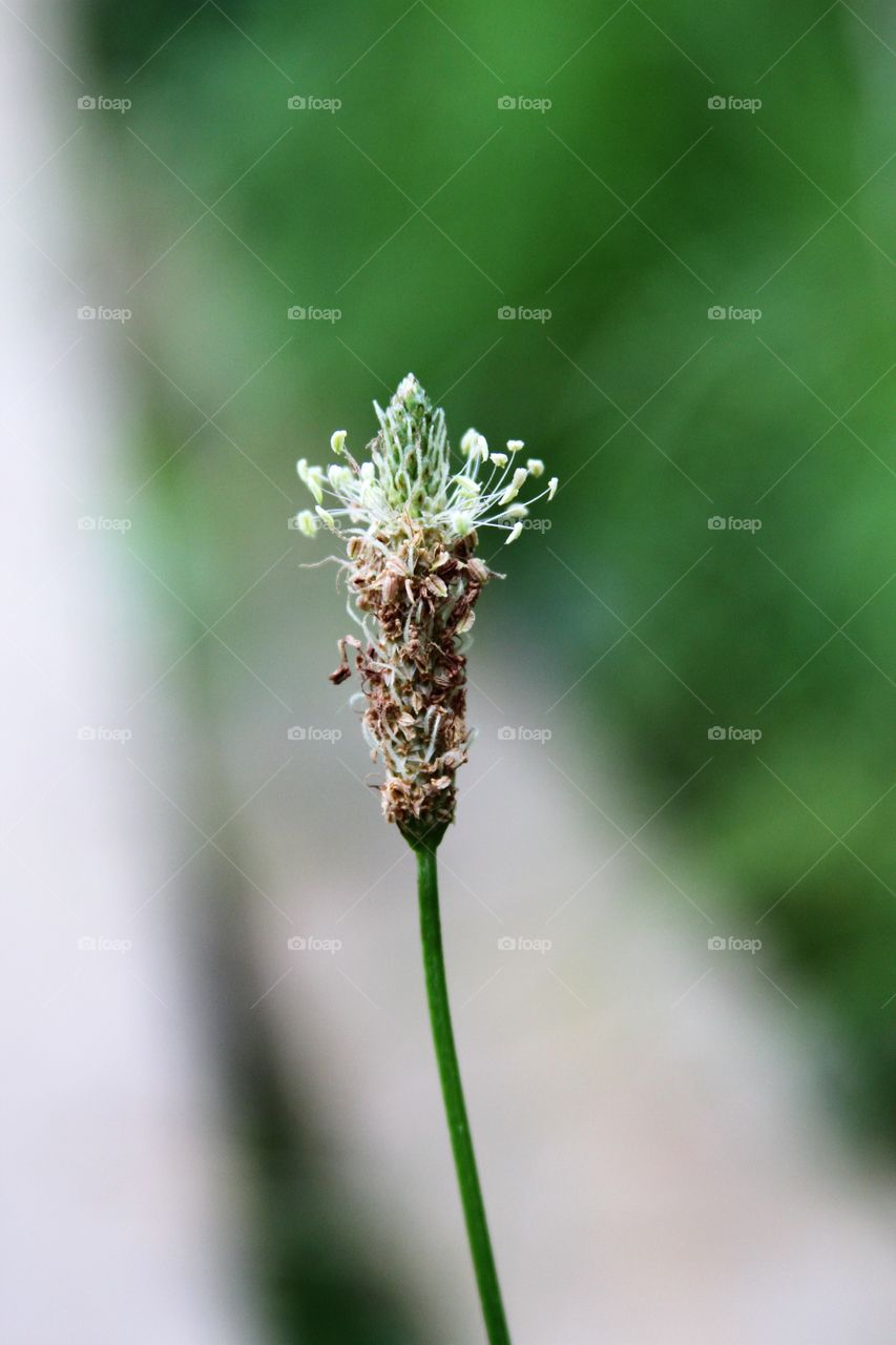 closeup of weed.