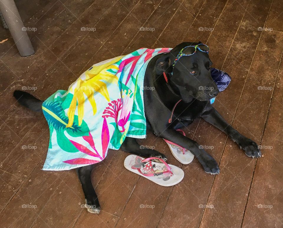 Fancy dressed up dog