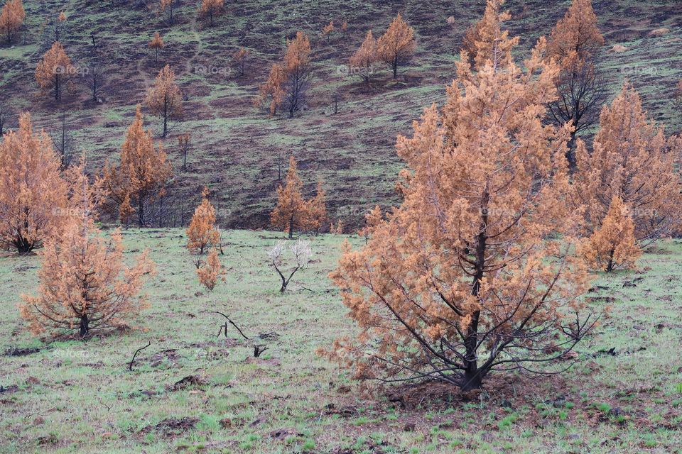 The aftermath of a fire a year ago leaves a forest of juniper trees blackened and contrasting with fresh green spring grass on a hill overlooking Central Oregon farmland. 