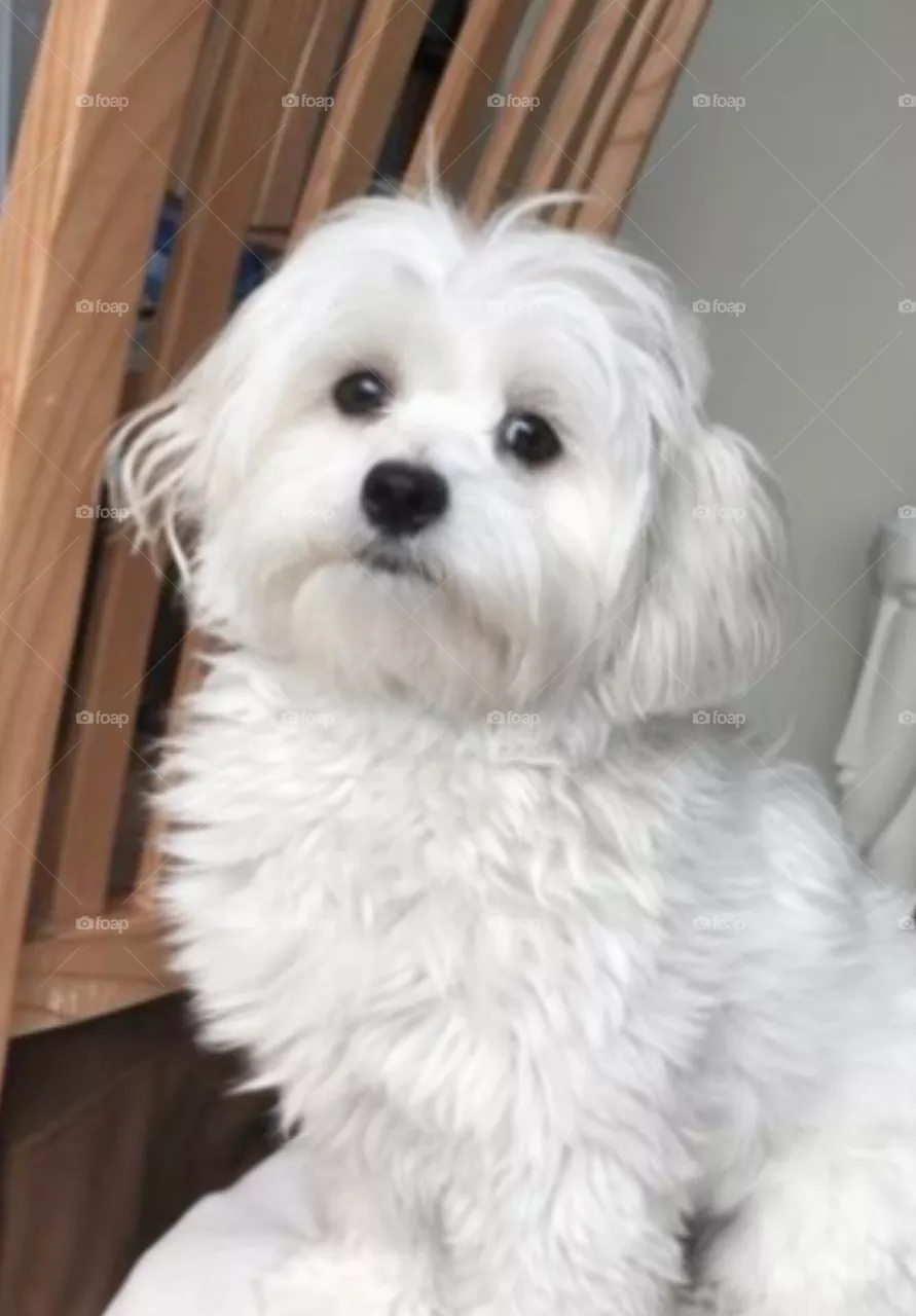 🐕