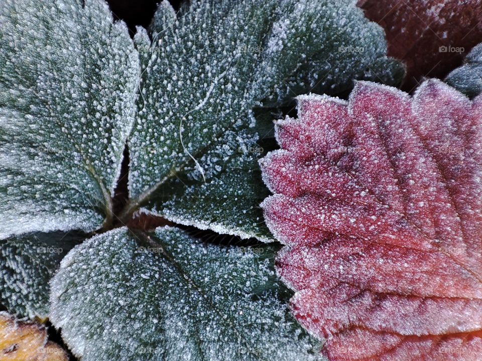 frozen leaves