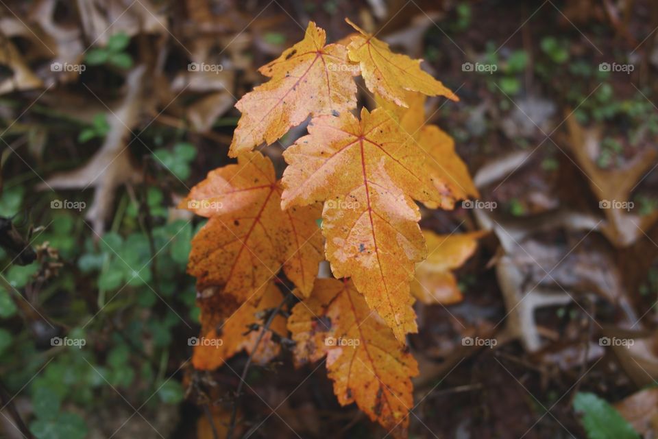 Small tree with yellow leaves, autumn season 