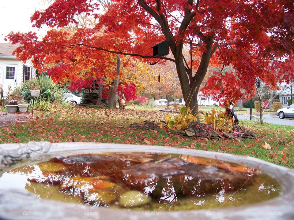 Maple tree reflects 