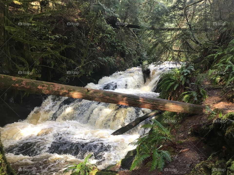 Waterfall in the forest