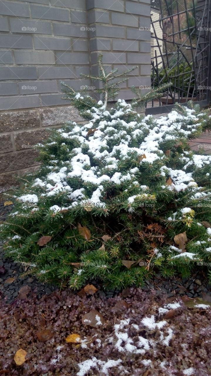 first snow on the pine tree branches