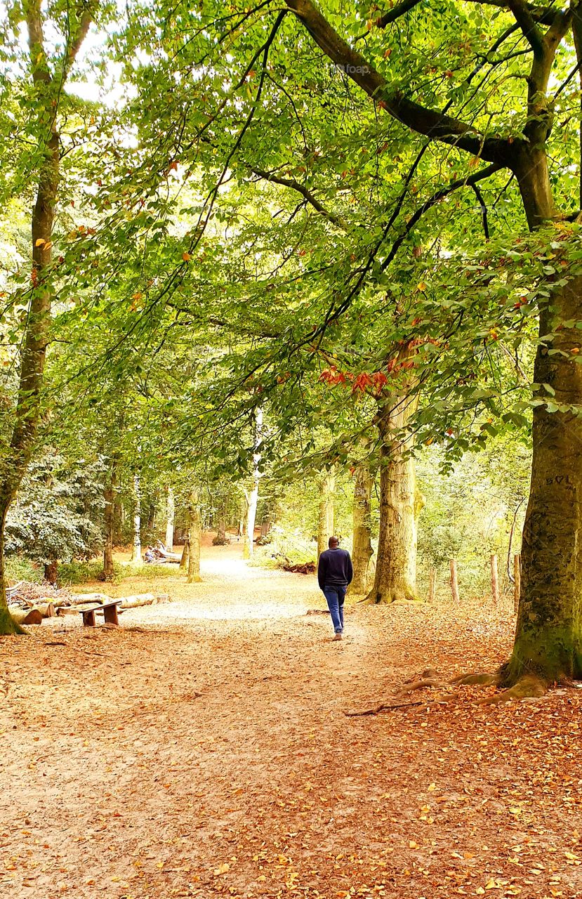 Early autumn in the woods