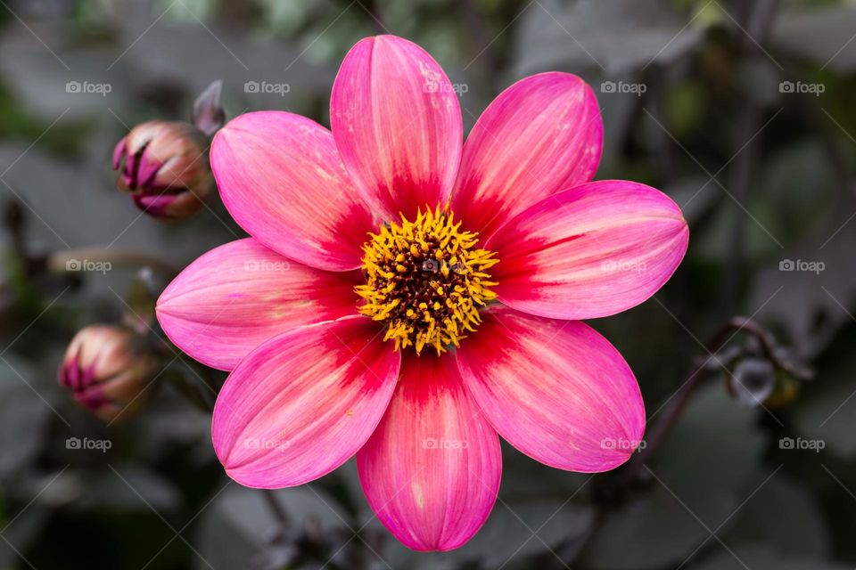 One beautiful bright pink blooming Dahlia flower in the garden 