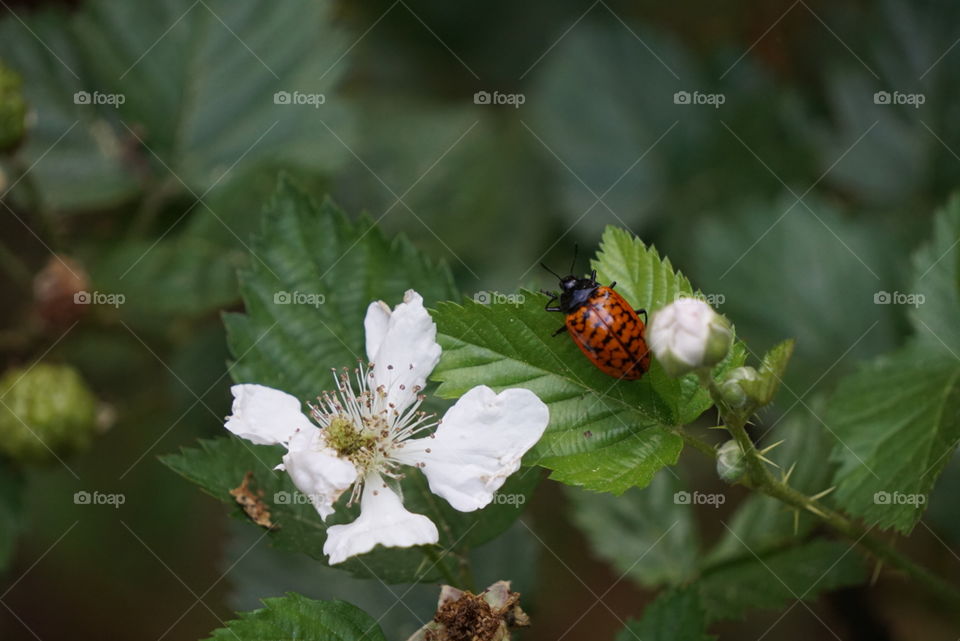 Lady bug, early spring