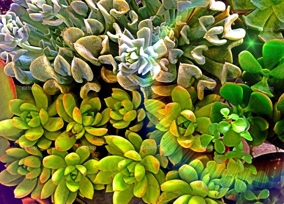 Sunshine on succulents
