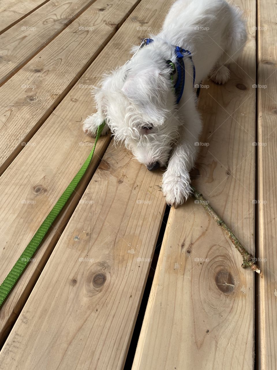 He found this stick. It is his stick now