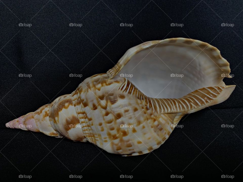 In geometry, there are many plane shapes such as squares, circles, triangles, stars, and many others. There are also spatial shapes like prisms, rectangular prisms, cylinders, and pyramids.